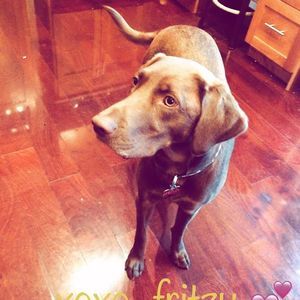 Meet your Posher, Fritzy